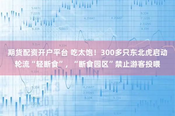 期货配资开户平台 吃太饱！300多只东北虎启动轮流“轻断食”，“断食园区”禁止游客投喂